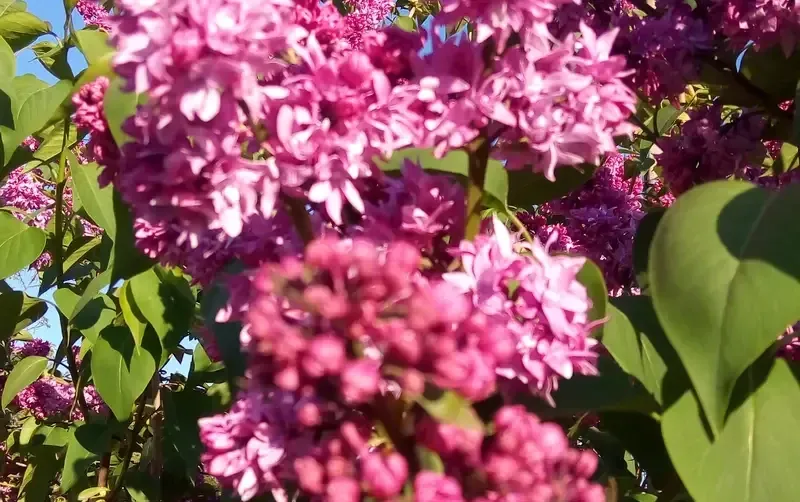Дом под ключ на Павлова — фото 3