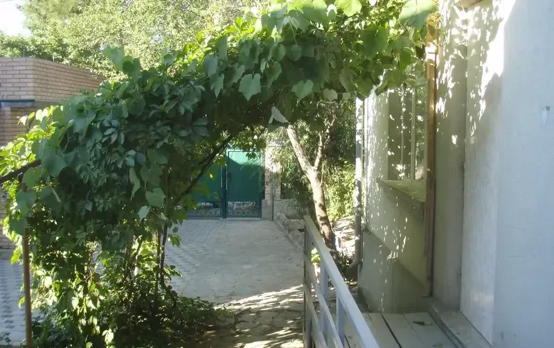 Дом с сосной внутри — фото 3