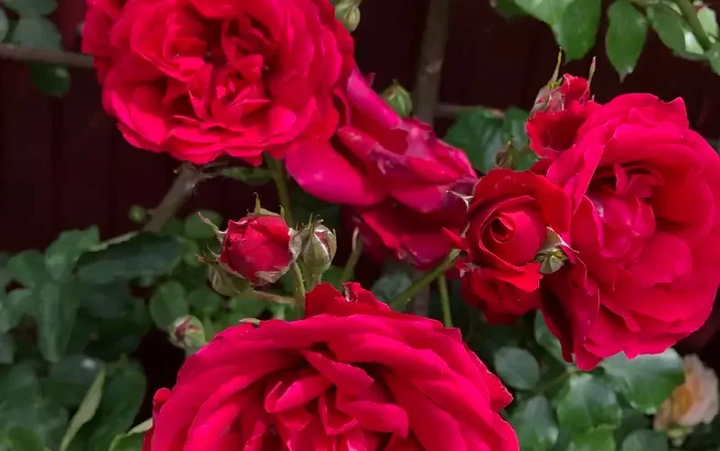 Коттедж под ключ «Сказка» — фото 2