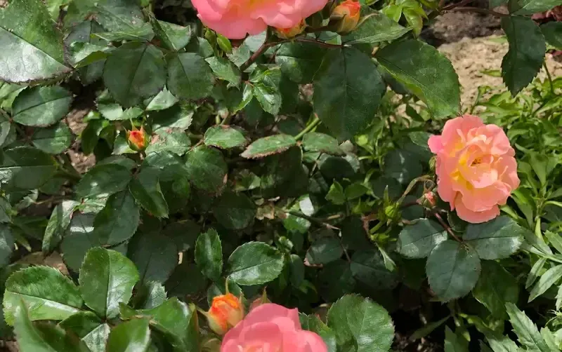 Коттедж под ключ «Сказка» — фото 3