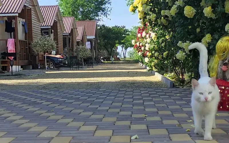 Кемпинг «Оазис» — фото 4