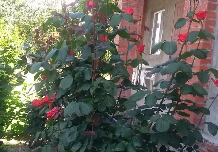 Коттедж «Сияние» — фото 3