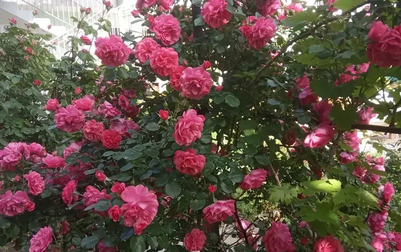 Дом на Радужной 9 — фото 2