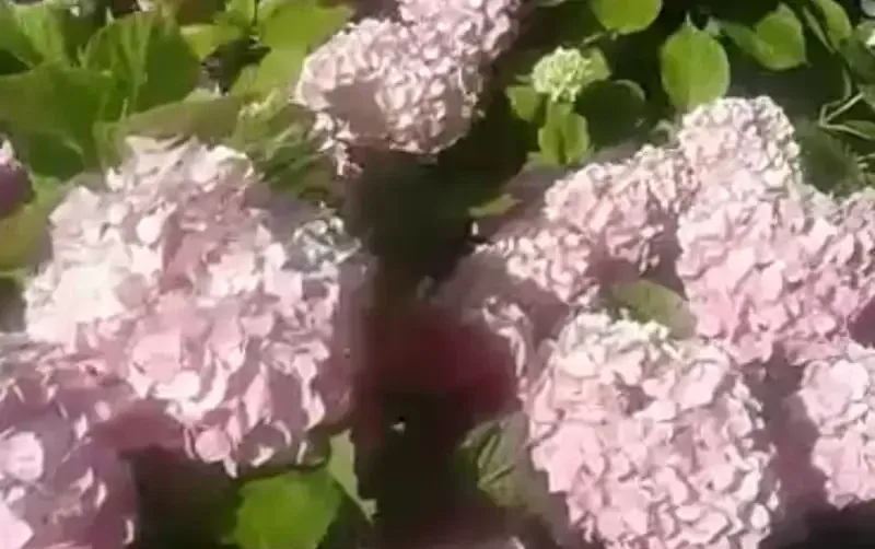 Отель «Спарта» — фото 5