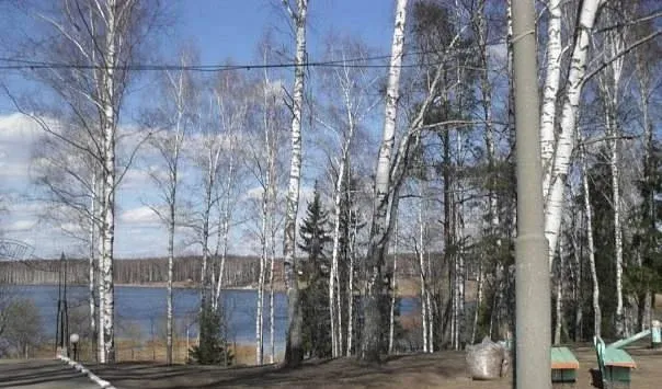 Березовая роща — фото 4