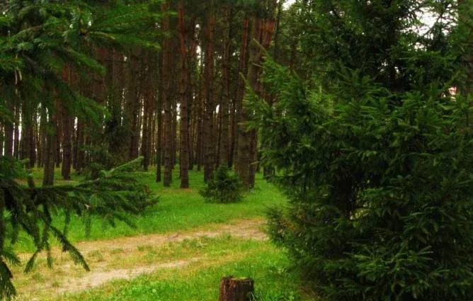 Лесная сказка — фото 2