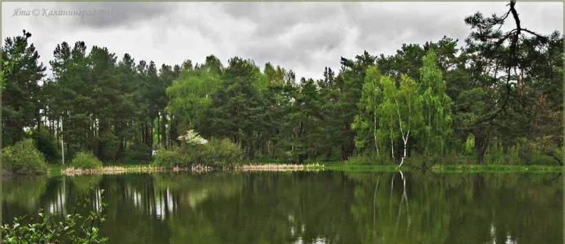 Лесная сказка — фото 4