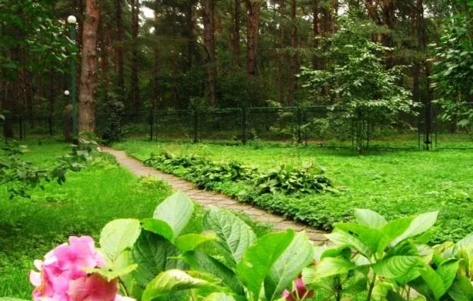 Лесная сказка — фото 5