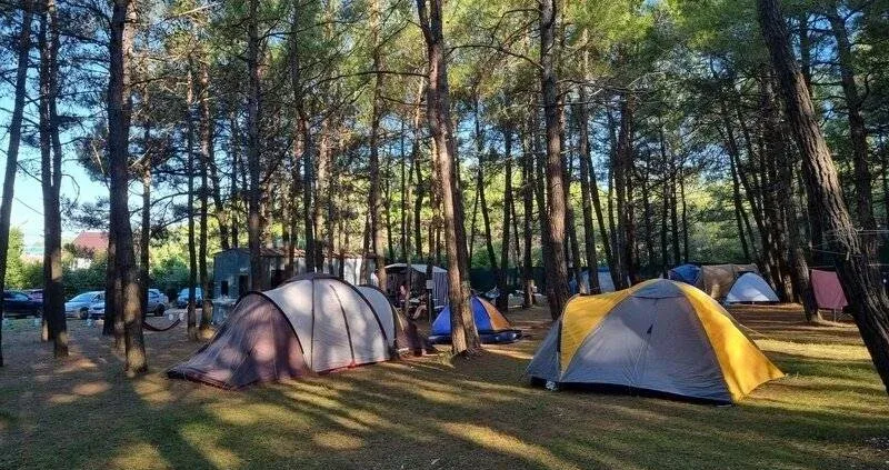 Под соснами