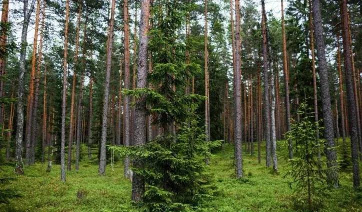 Эко-отель «Лес» — фото 3