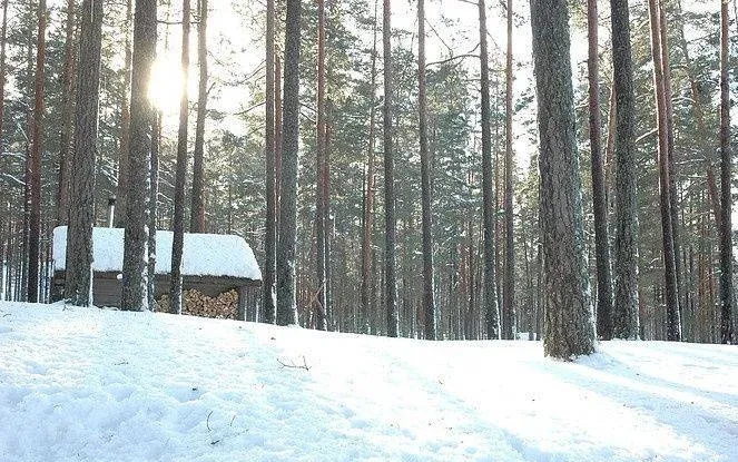 Эко-отель «Лес» — фото 5