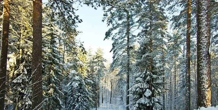 Ольшаники