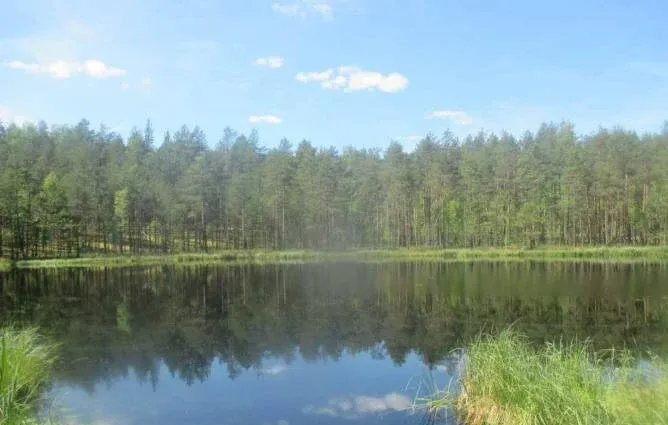 Лужская лилия