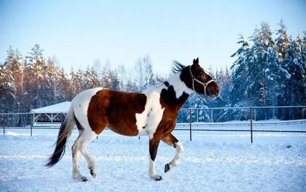 Загородный клуб «Трава» — фото 5