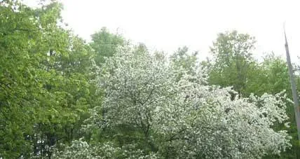 Купавна — фото 2