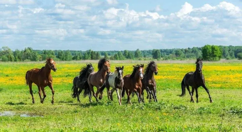 Конная база «Храброво» — фото 3