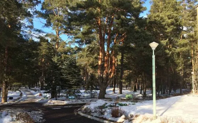 Лесная опушка