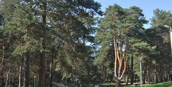 Лесная опушка — фото 2