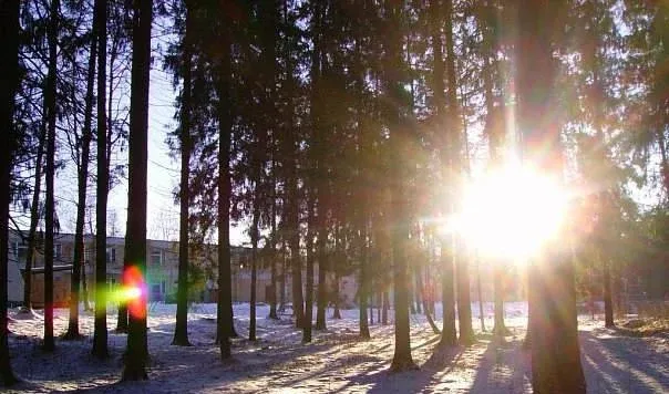 Васильевское — фото 3