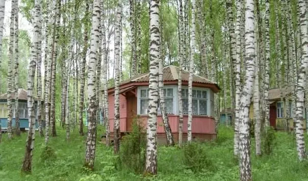 Березка — фото 4