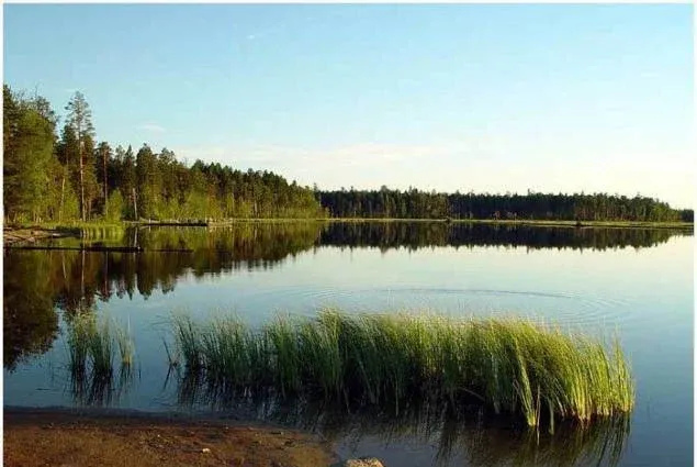 Бузулукский бор
