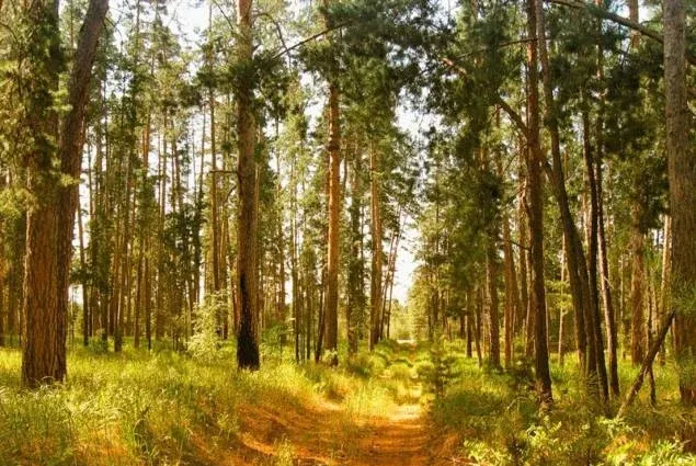 Бузулукский бор — фото 2
