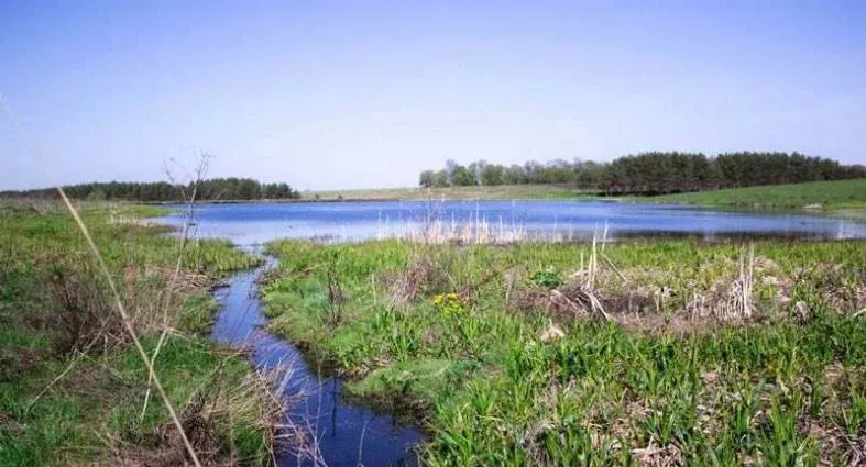 Золотая рыбка