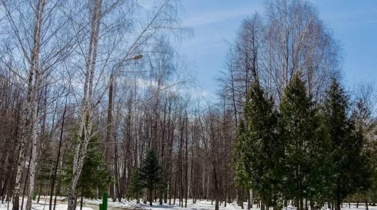 Березовая роща — фото 3