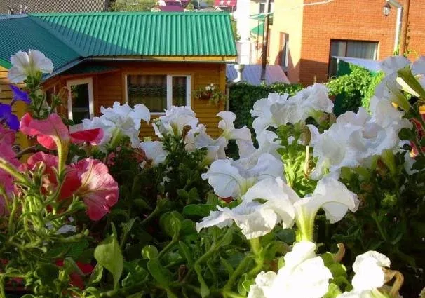 Гостевой дом «Ивановский» — фото 5