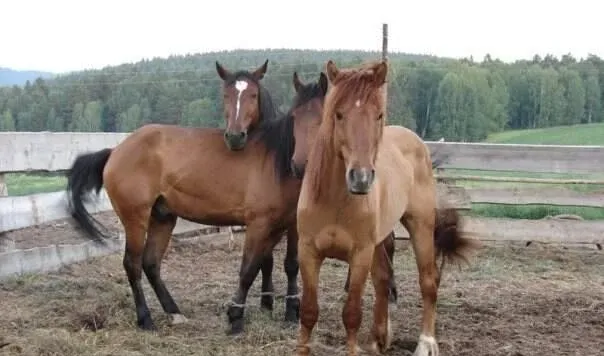 Сухов Ключ