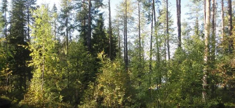 Урочище Коркиниеми — фото 5