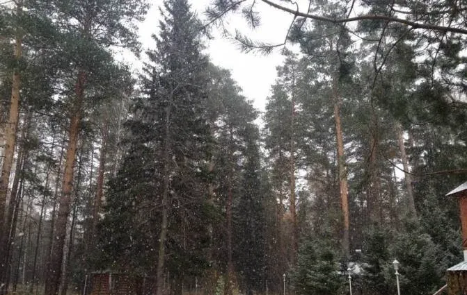Тонус