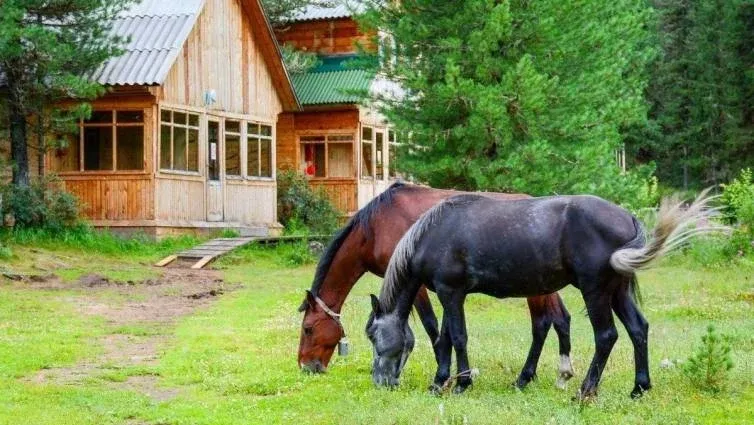 Турбаза «Снежный Барс» — фото 5