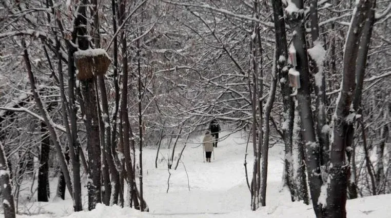 Синяя птица — фото 3