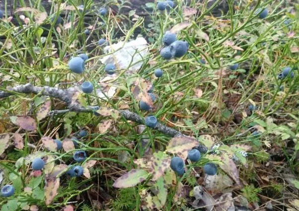 Заимка «Дом Охотника и Рыболова»